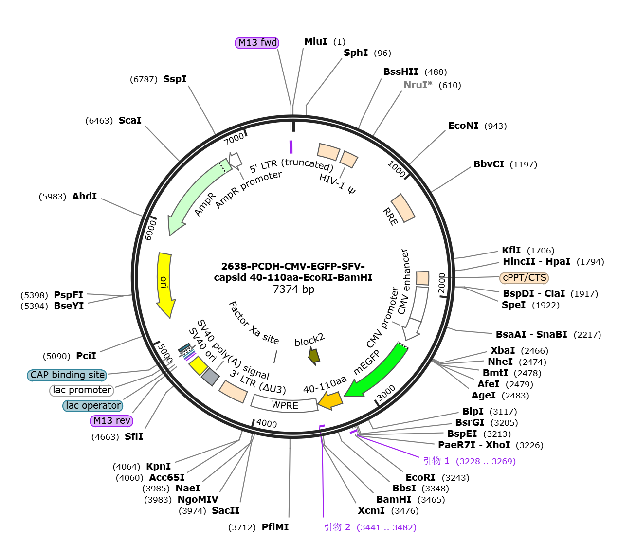 pCDH-CMV-EGFP-SFV capsid-40-110aa载体图谱.png